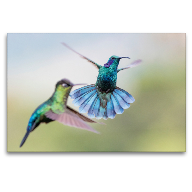 Veilchenohrkolibri (Colibri coruscans), Violettkron-Brillantkolibri (Eugenes fulgens)