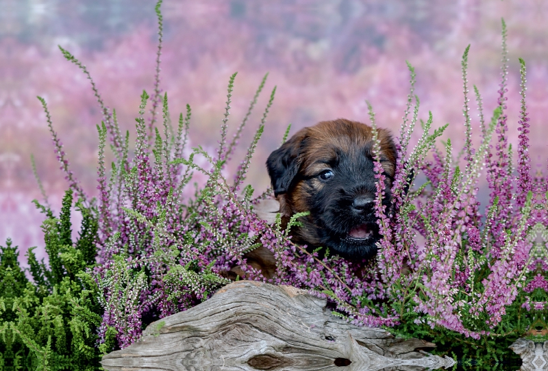 Versteck in der Heide