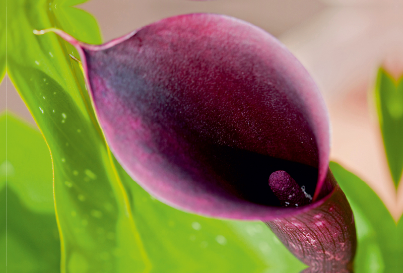 Ein Motiv aus dem Kalender Zantedeschia - Edle Schönheit