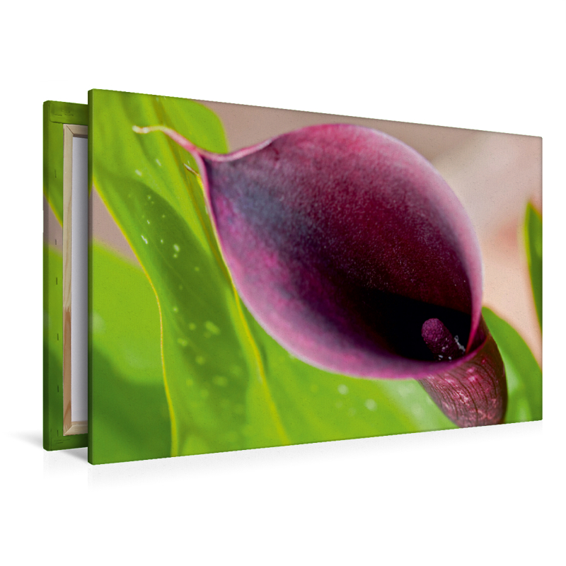 Ein Motiv aus dem Kalender Zantedeschia - Edle Schönheit