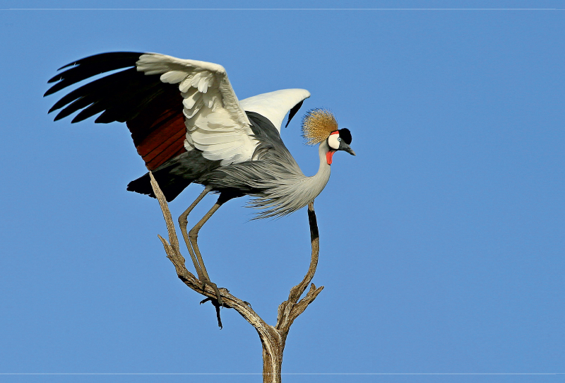 Kronenkranich, Masai Mara, Kenia