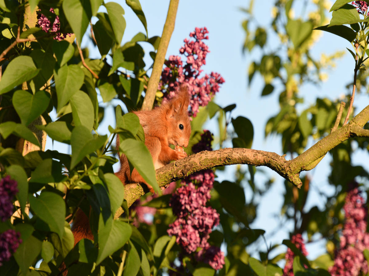 Fliederhörnchen