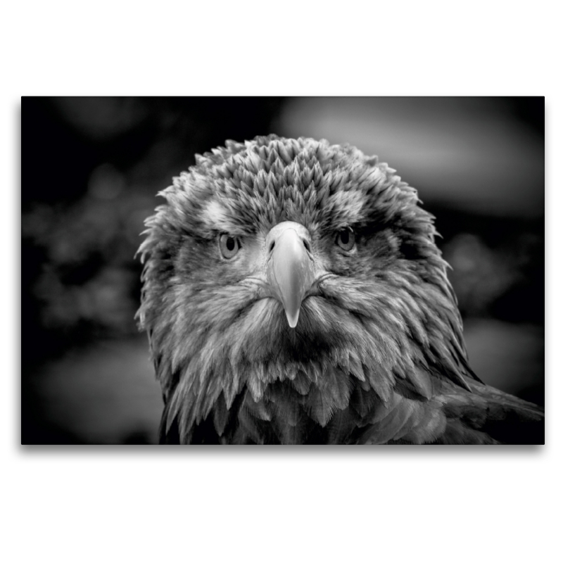 Seeadler