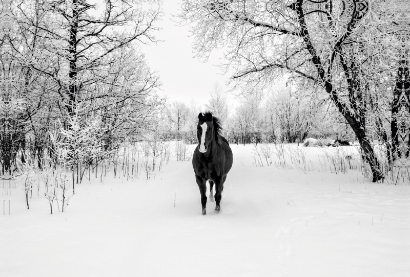 Wildpferd im Schnee