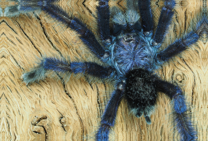 Avicularia purpurea, Kirk, 1990