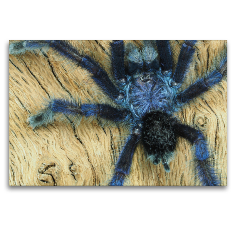 Avicularia purpurea, Kirk, 1990