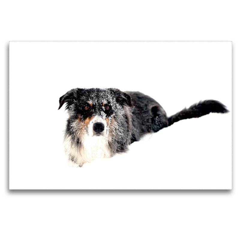 Ein Motiv aus dem Kalender Border Collies