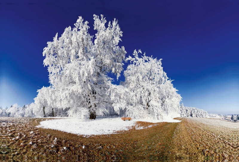 Baum im Raureif bei Pietenfeld