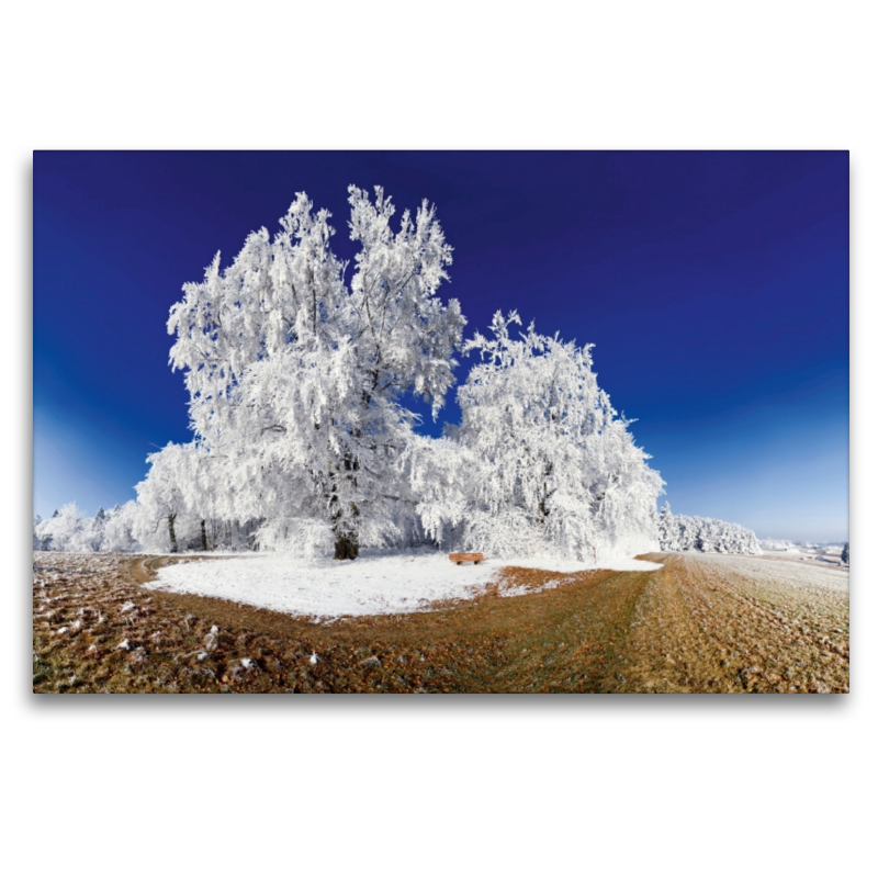 Baum im Raureif bei Pietenfeld