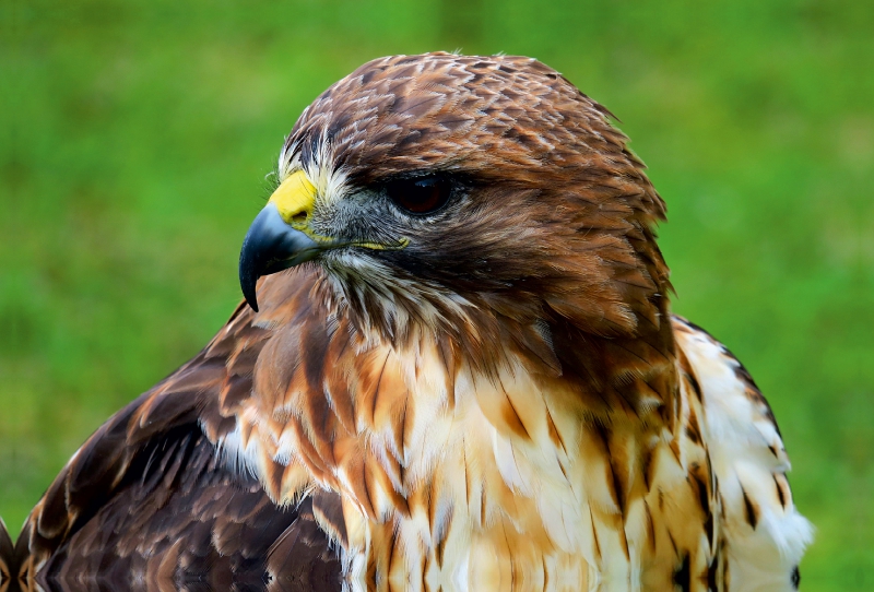 Bussard