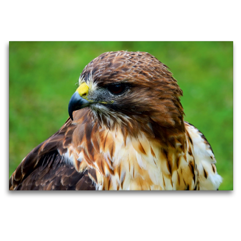 Bussard