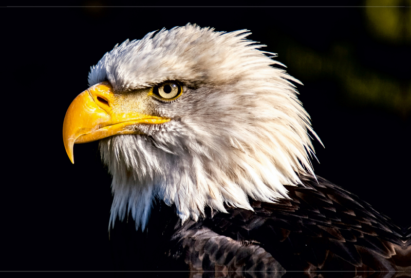 Weißkopfseeadler