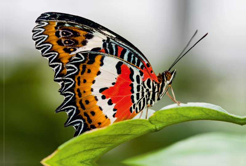 Leoparden-Netzflügler - Cethosia cyane