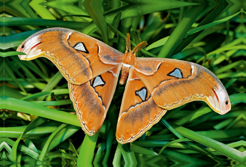 Atlasfalter - Attacus atlas