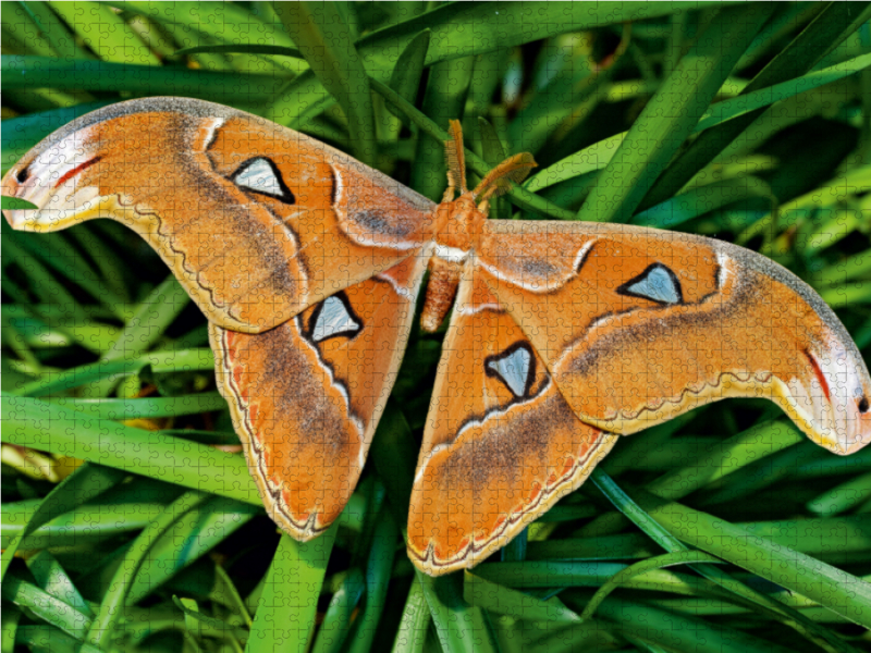 Atlasfalter - Attacus atlas