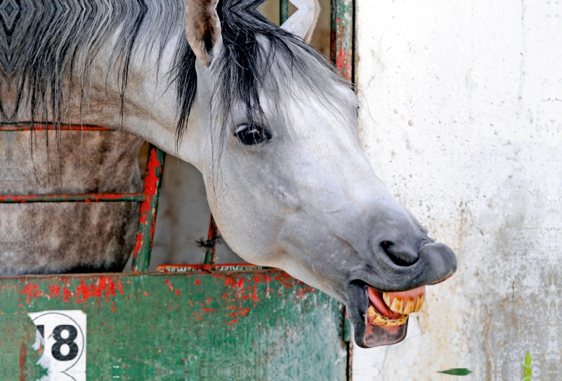 Nouble, arabisch-Barb Pferd