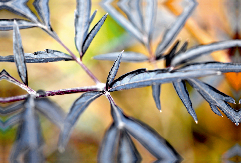 Pennisetum