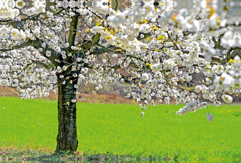 Apfelbaum in der Blüte