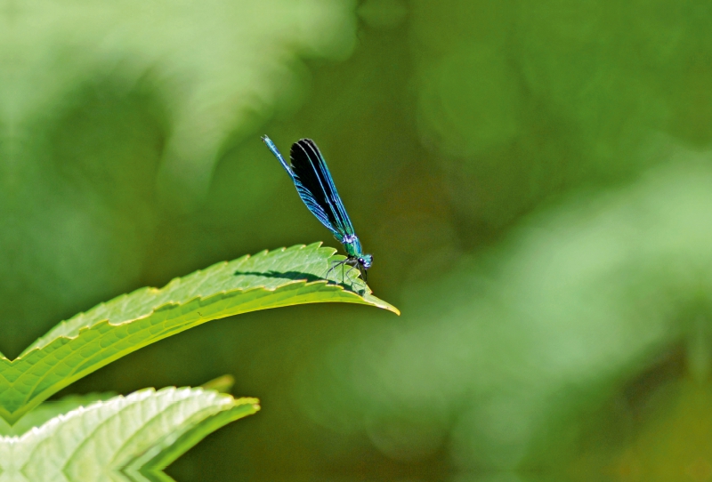 helle calopteryx