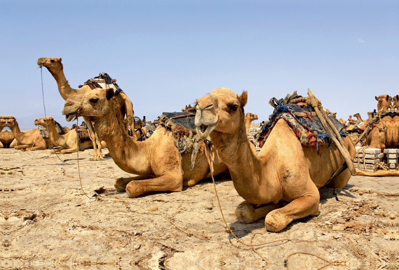 Rast in der Danakil-Wüste, Äthiopien