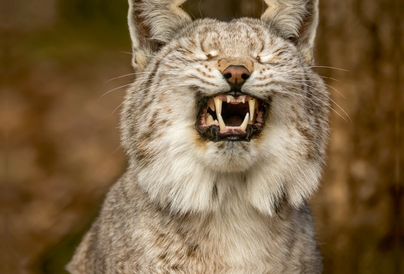 Ein Motiv aus dem Kalender Der eurasische Luchs