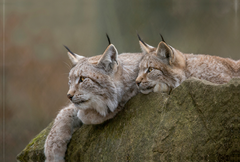 Ein Motiv aus dem Kalender Der eurasische Luchs