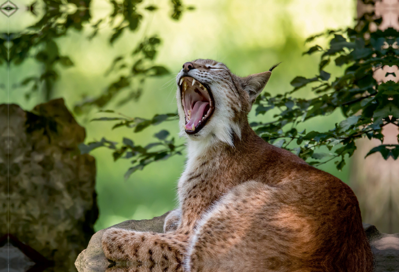 Ein Motiv aus dem Kalender Der eurasische Luchs