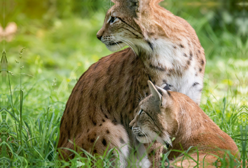 Ein Motiv aus dem Kalender Der eurasische Luchs