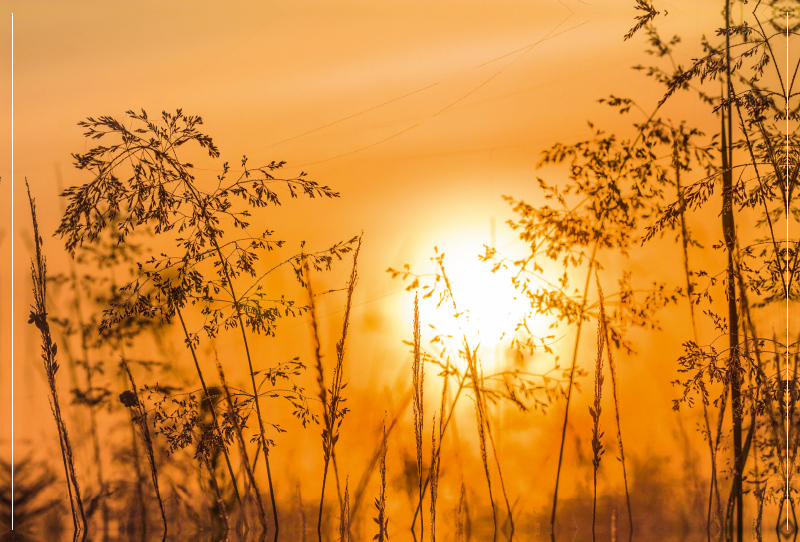 Gräser bei Sonnenuntergang