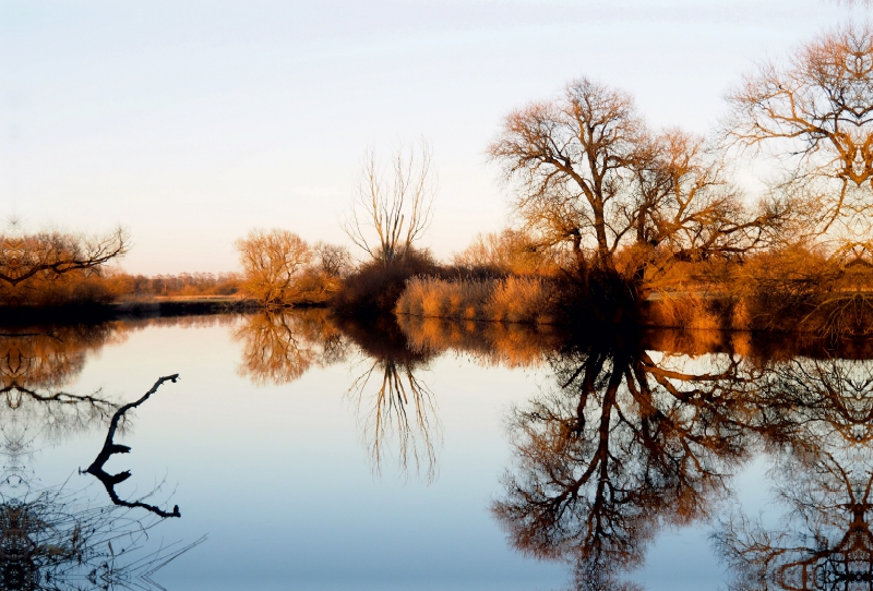 Sonnenbeschienene Bäume am Leineufer