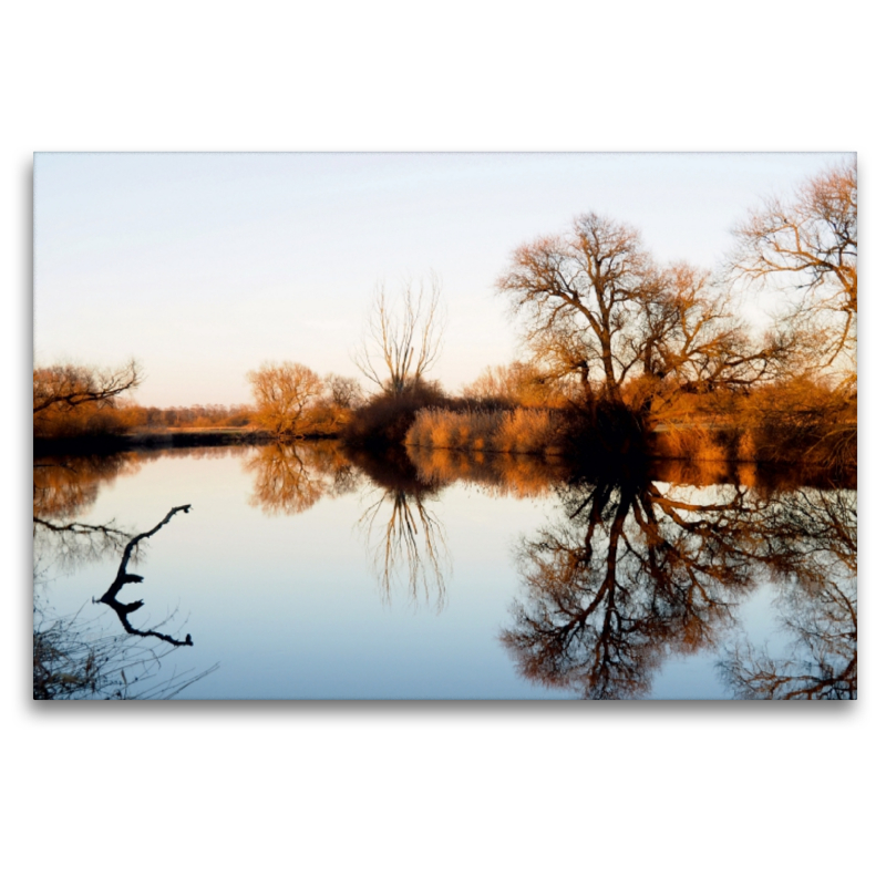 Sonnenbeschienene Bäume am Leineufer