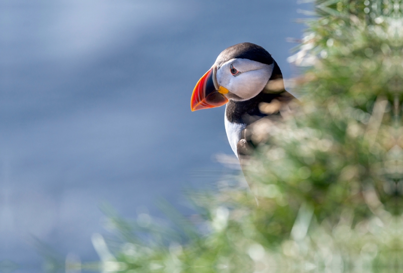 Papageitaucher (Puffin) bei Látrabjarg