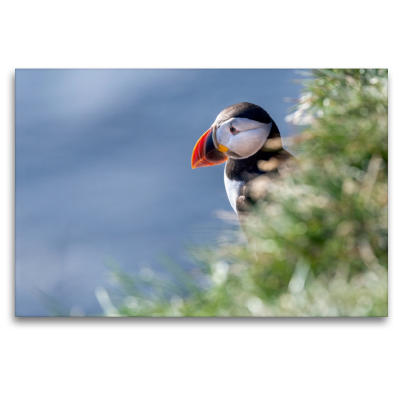 Papageitaucher (Puffin) bei Látrabjarg