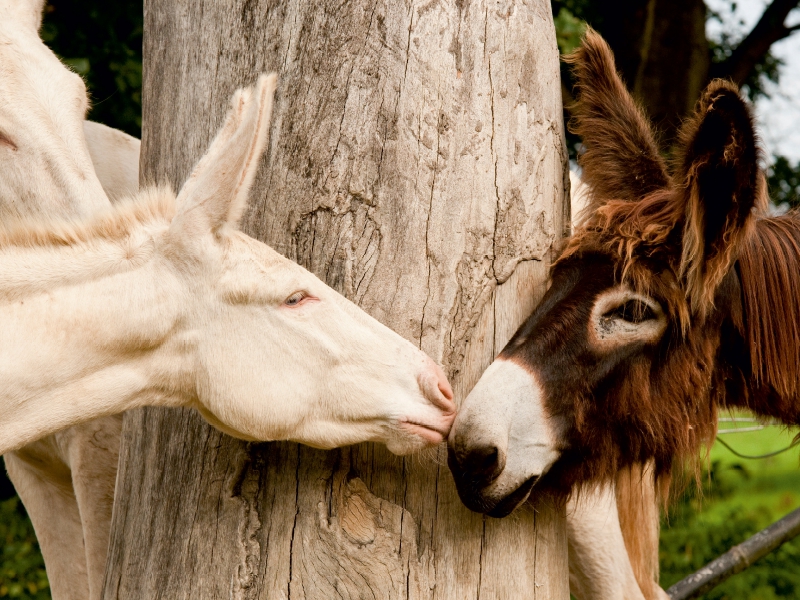 Poitou Esel und weißer Esel