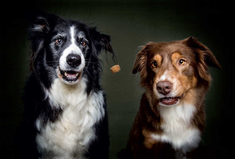 Border Collie Schnappschuss mit Leckerchen