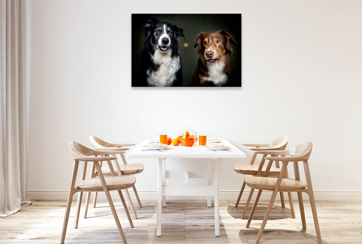 Border Collie Schnappschuss mit Leckerchen