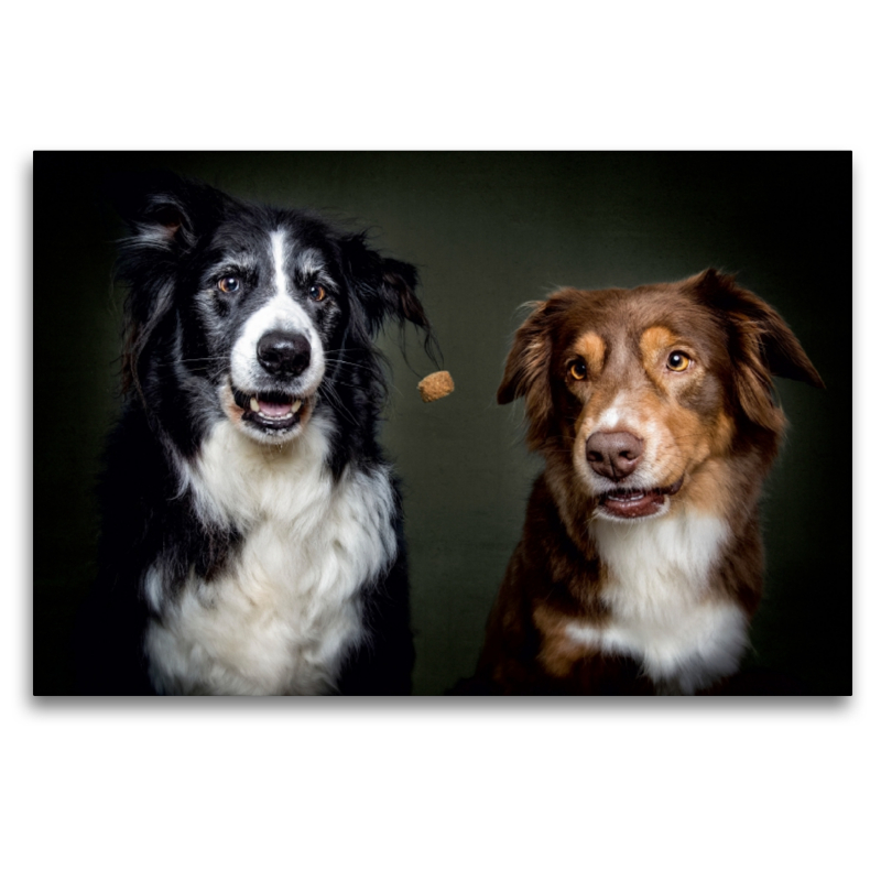 Border Collie Schnappschuss mit Leckerchen