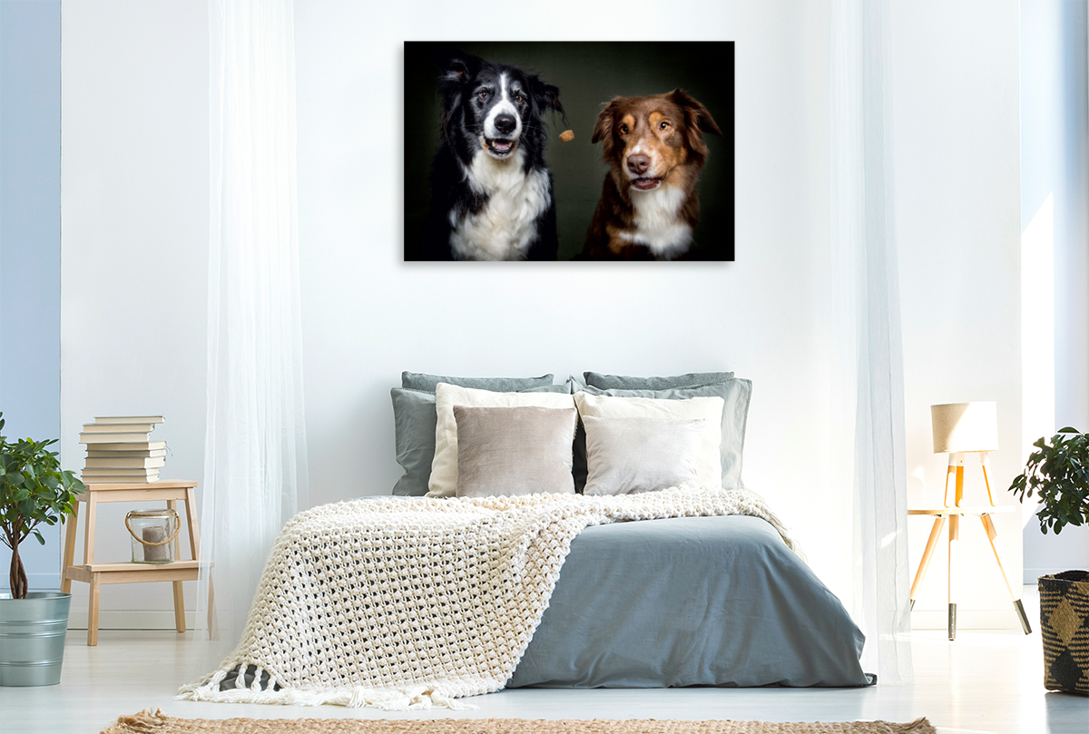 Border Collie Schnappschuss mit Leckerchen