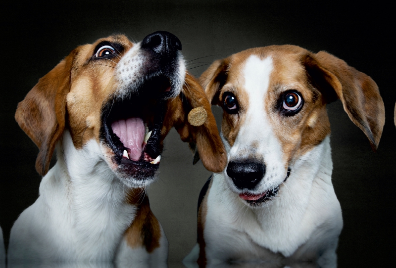 Beagle-Schnappschuss mit Leckerchen