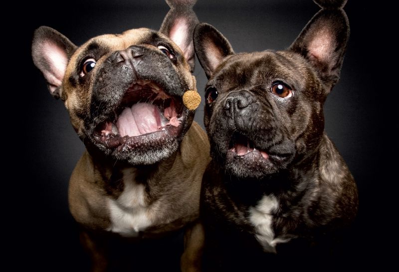 Französische Bulldoggen Schnappschuss mit Leckerchen