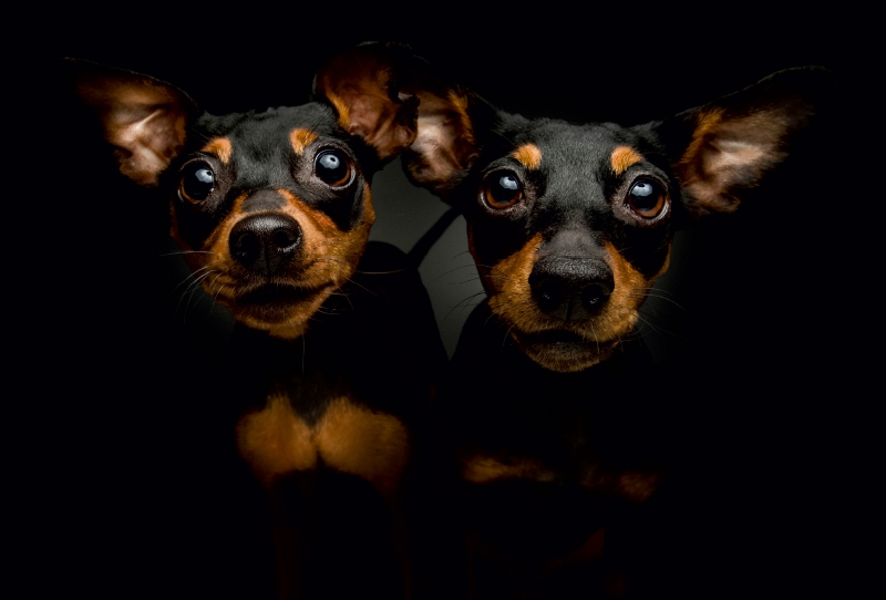 Zwergpinscher Schnappschuss mit Leckerchen