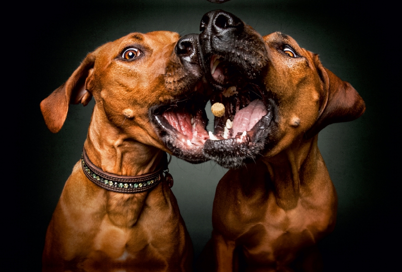 Rhodesian Ridgebacks Schnappschuss mit Leckerchen