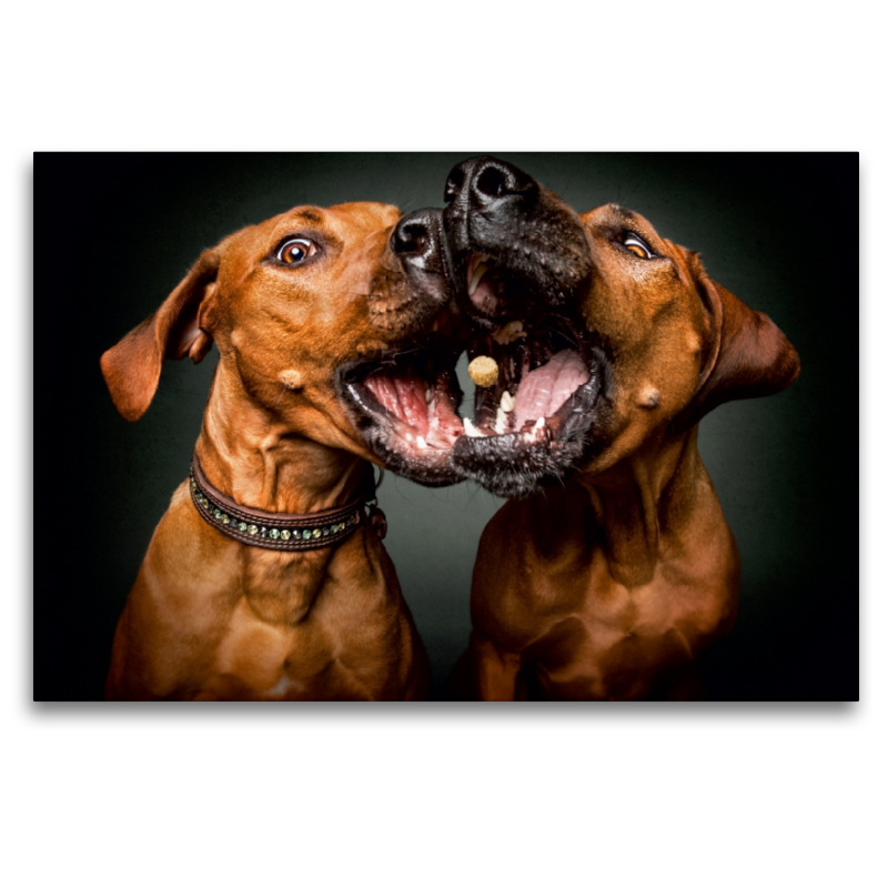 Rhodesian Ridgebacks Schnappschuss mit Leckerchen