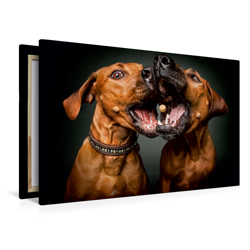 Rhodesian Ridgebacks Schnappschuss mit Leckerchen