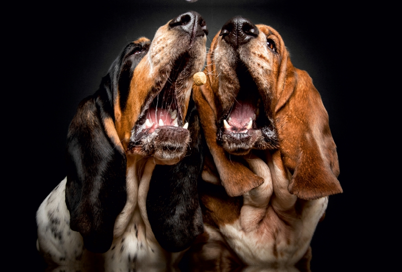 Basset Hound Schnappschuss mit Leckerchen