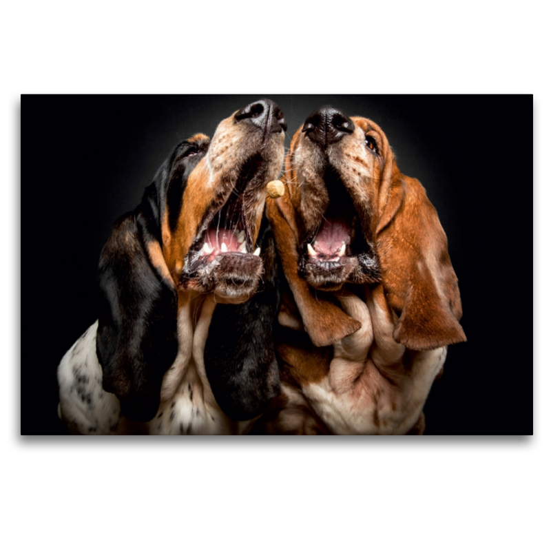 Basset Hound Schnappschuss mit Leckerchen