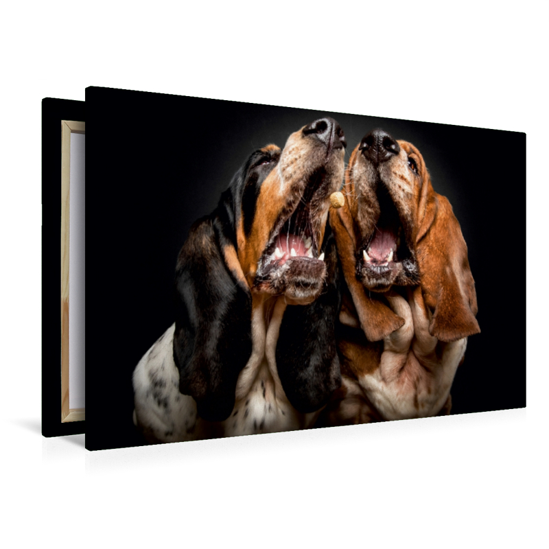 Basset Hound Schnappschuss mit Leckerchen