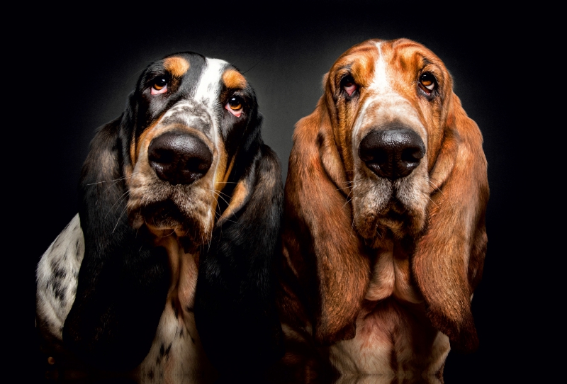 Basset Hound Schnappschuss mit Leckerchen