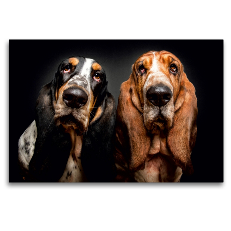 Basset Hound Schnappschuss mit Leckerchen