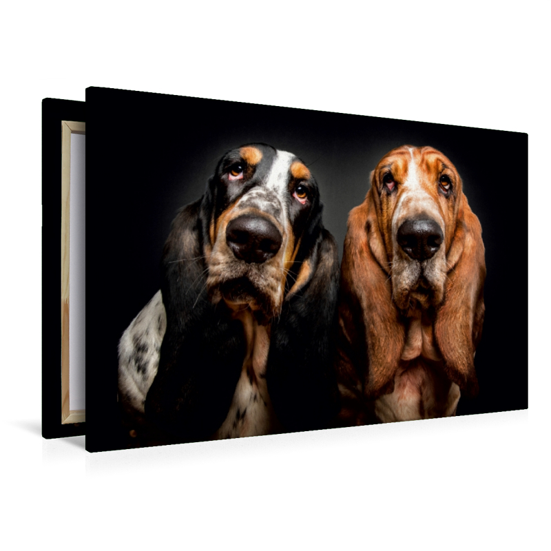 Basset Hound Schnappschuss mit Leckerchen